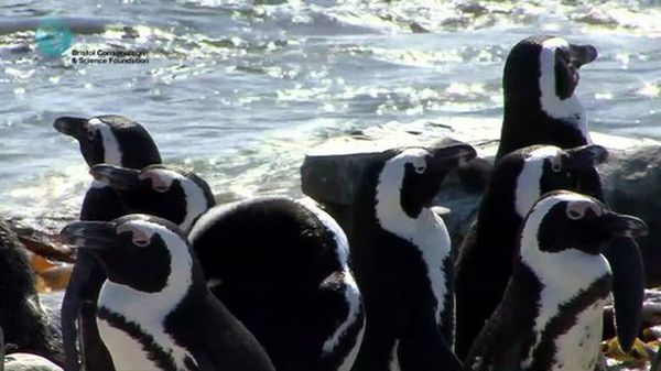 Preview thumbnail for Efforts to Save the African Penguin