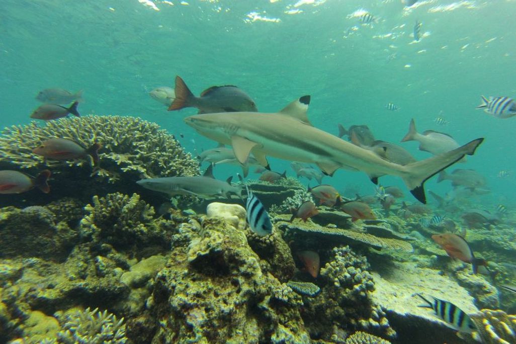 Underwater scene of shark and fish