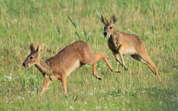 Water Deer Chase thumbnail