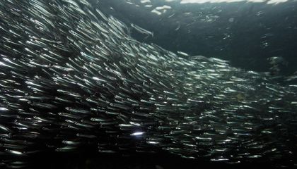 The Atlantification of the Arctic Ocean is Underway