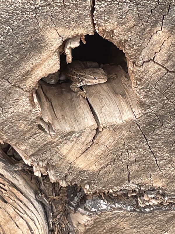 Two Lizards Hiding Out In Tree Stump thumbnail
