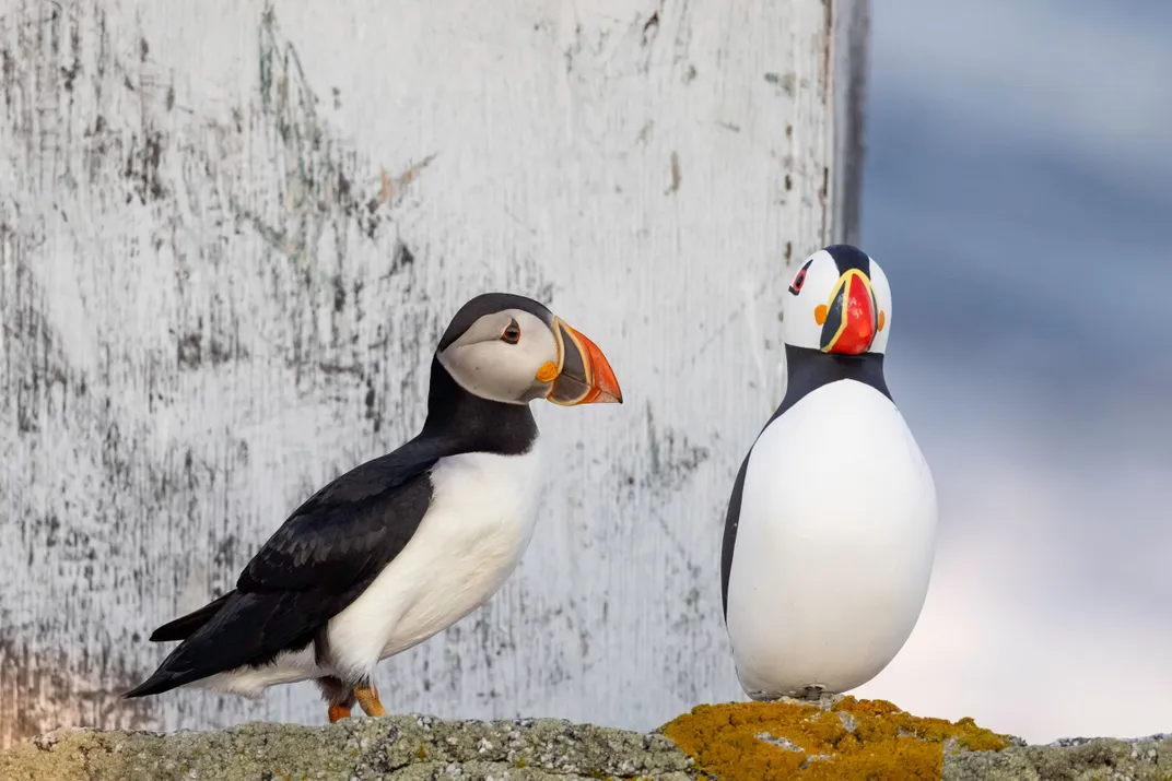 How 'Seabird Sue' Blends Art and Science to Attract Birds Back to Lost Habitat