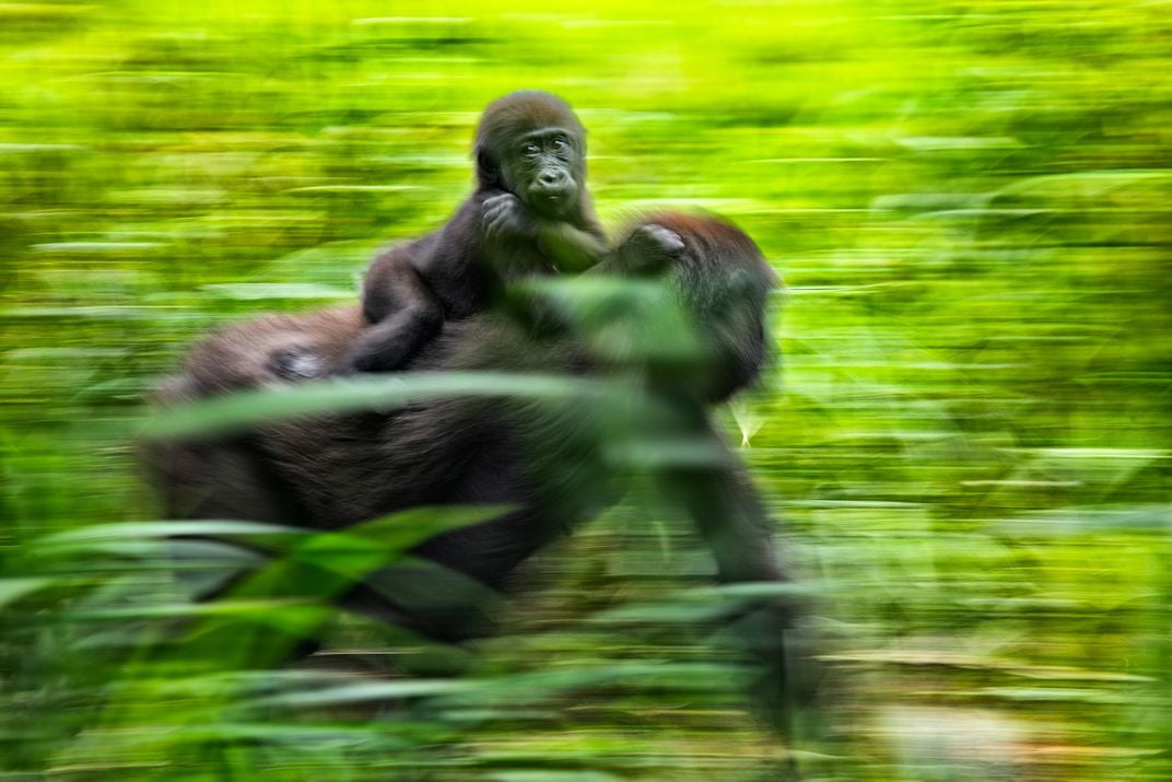 15 - An adult gorilla carries a young one on her back as they travel through the forest.