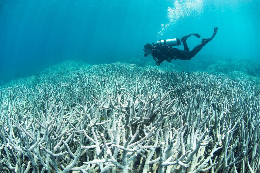 An underwater photo of a bleached coral reef. The branched, white corals stretch back halfway through the photo. A scuba diver dressed in a black wet suit is swimming above the dead reef.