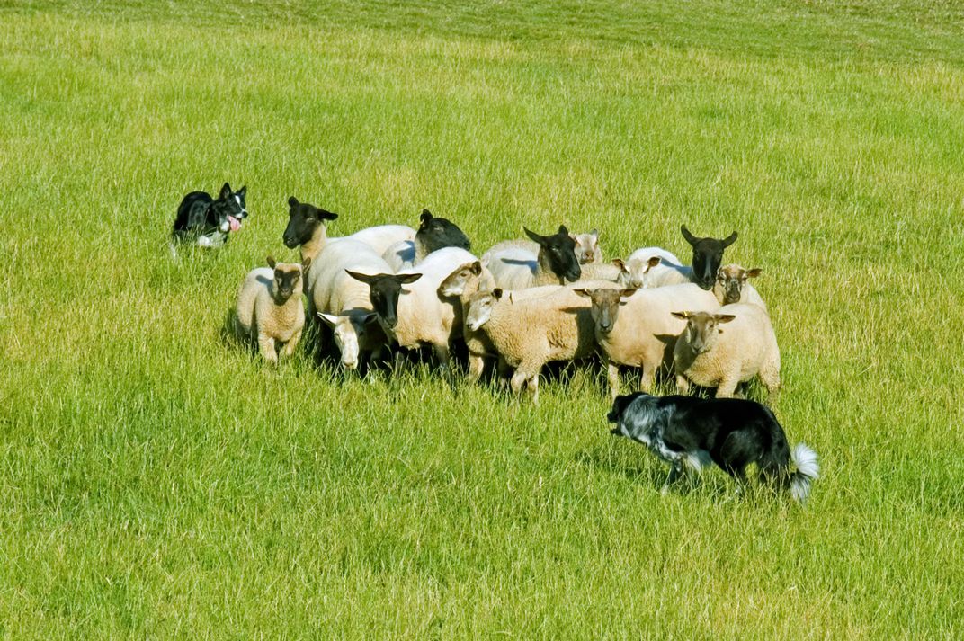 Sheep dogs working their herd