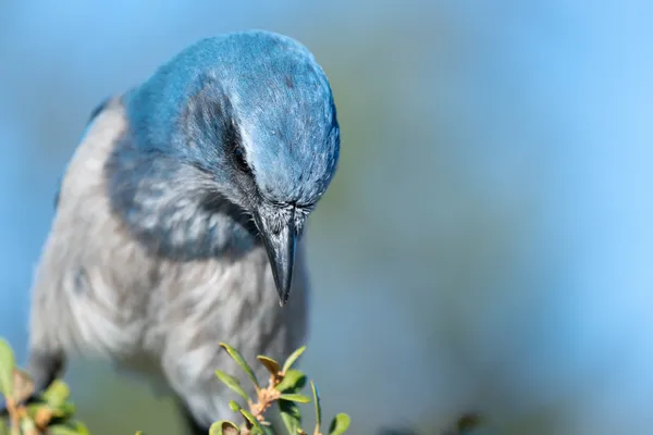 Florida Scrub Jay Inspecting thumbnail