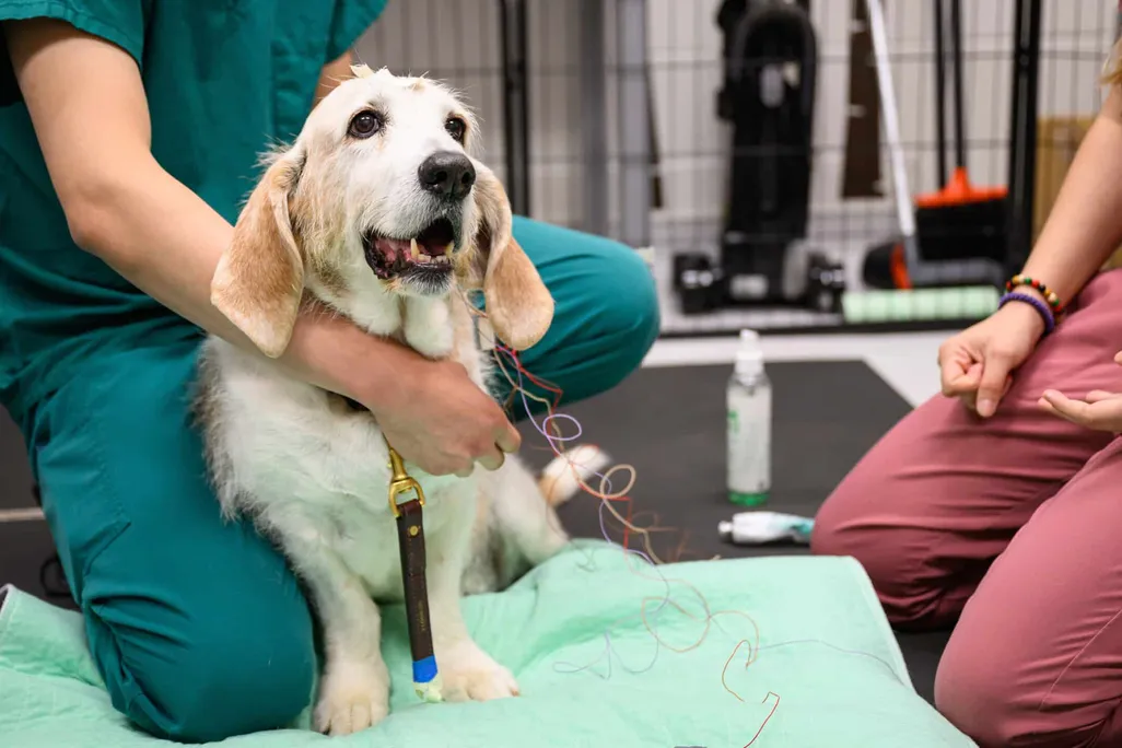 Dog with two researchers