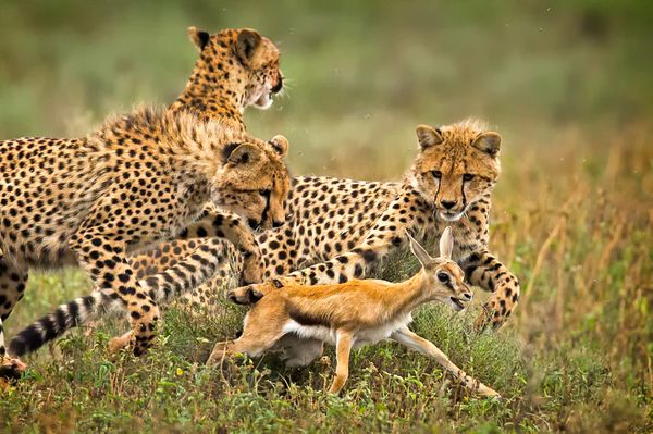 Hunting Cheetahs thumbnail