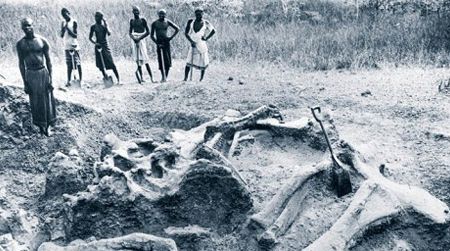 The bones of Giraffatitan as discovered in Tanzania.