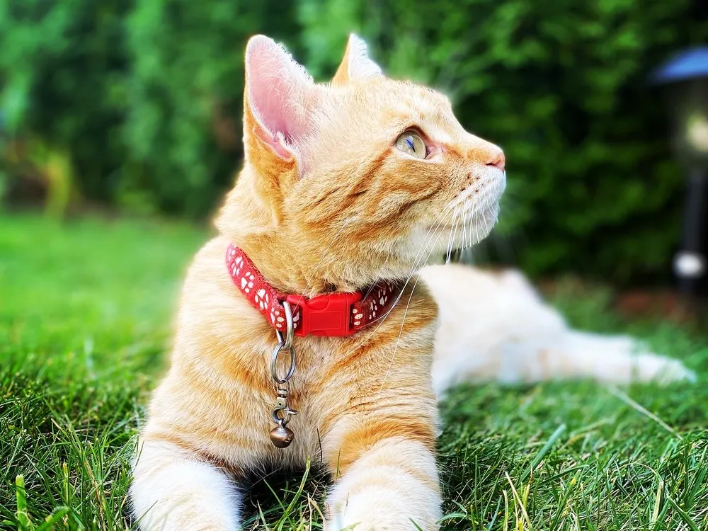 An image of an orange cat laying in the grass