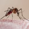 Why a U.S. Company Plans to Release 2.4 Billion Genetically Modified Mosquitoes icon