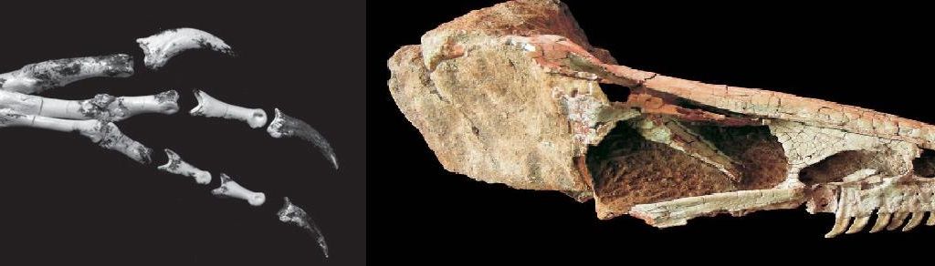 20110520083248dinosaurs-from-asia.jpg