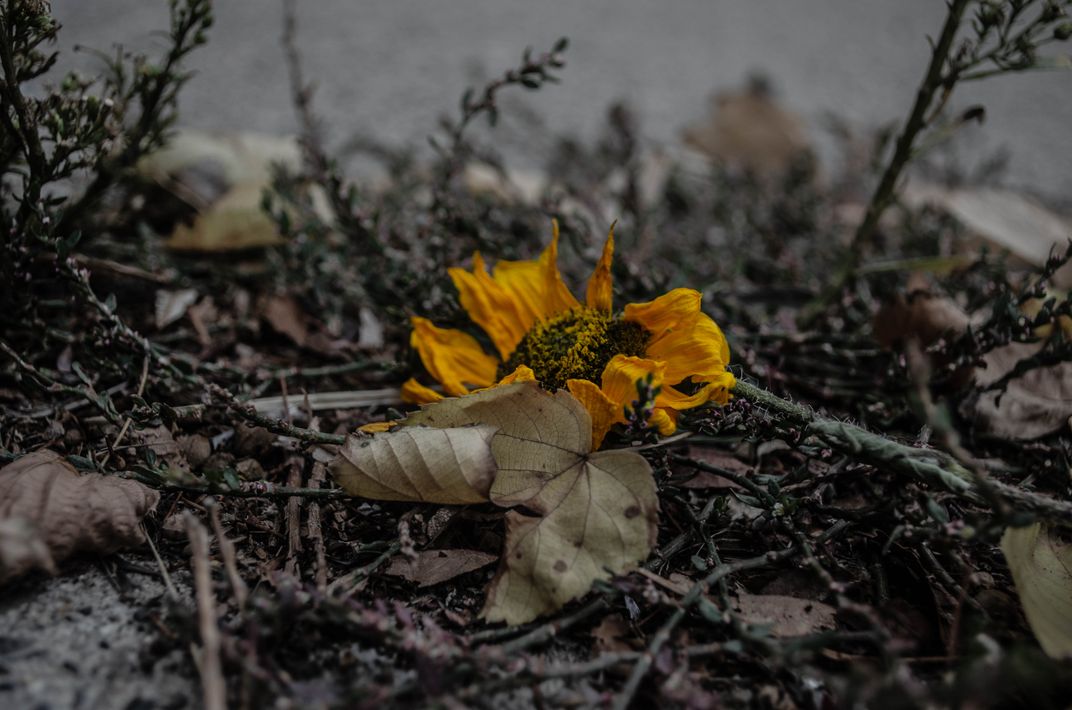 Dying Sunflower Smithsonian Photo Contest Smithsonian Magazine