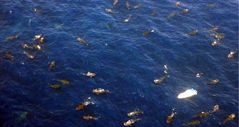 This aerial photograph shows 68 whale sharks feeding (and four snorkelers swimming) at the Afuera in August 2009.