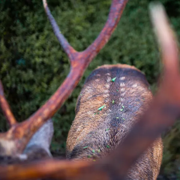 Foliage and mole thumbnail