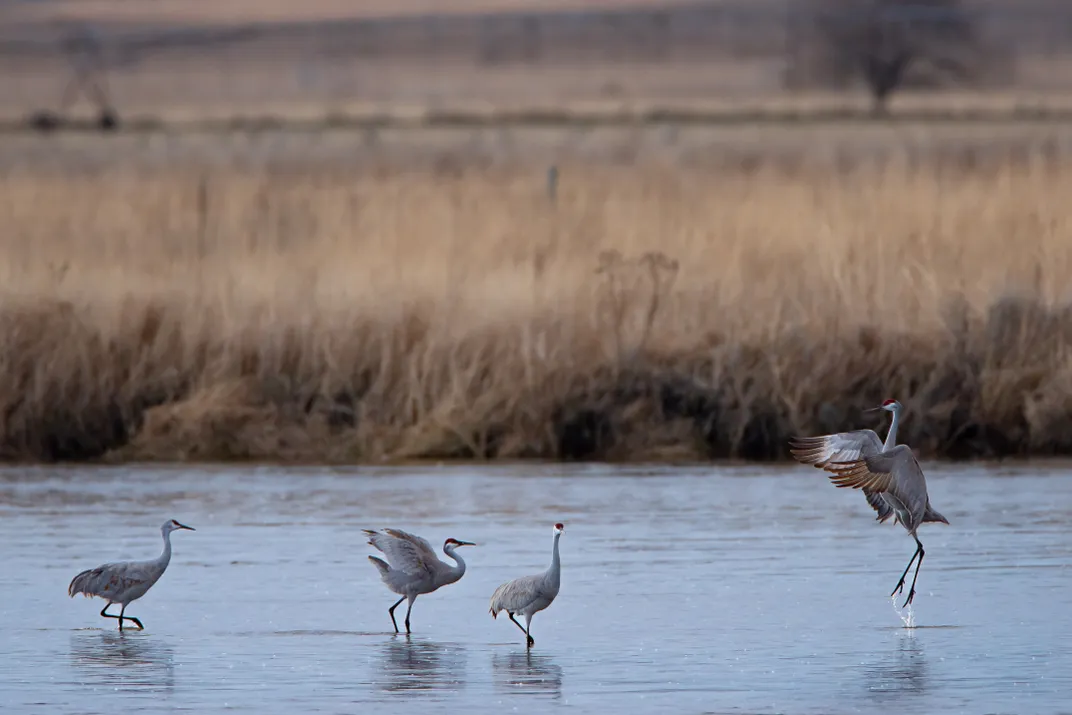Four sandhill cranes in water next to field