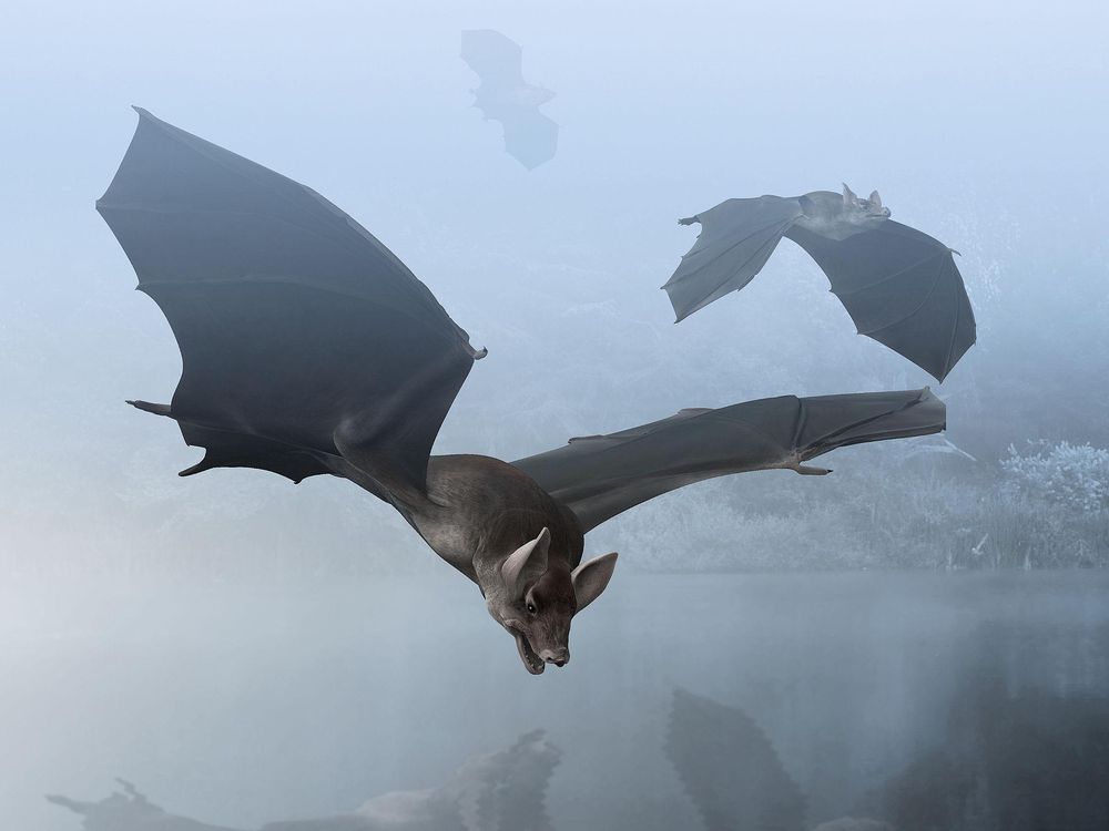 Palaeochiropteryx