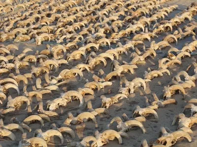 A view of the more than 2,000 mummified ram skulls found at the temple in Abydos
