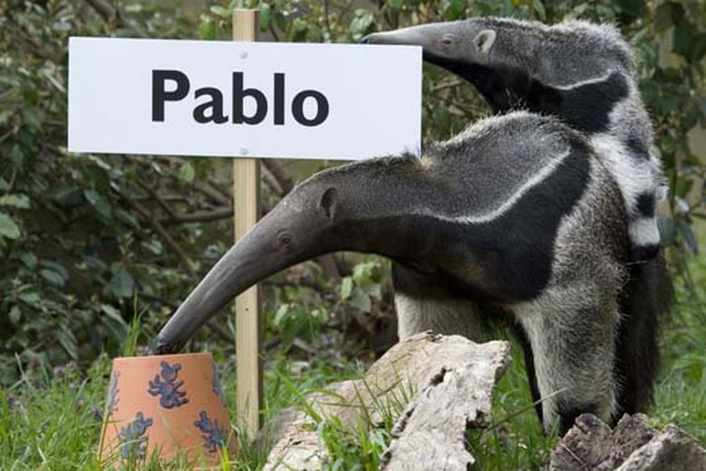 20110520110727Maripi-with-Pablo-on-back-picks-name-219MM.jpg