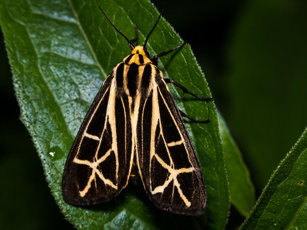 Anna tiger moth_10