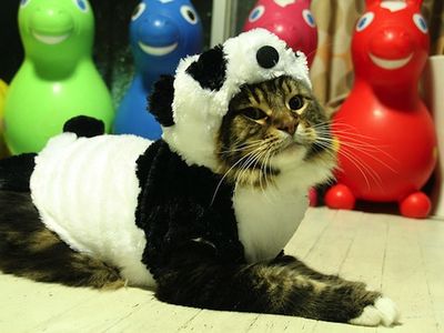 Since cloning won’t work, maybe we can dress up cats and just pretend.