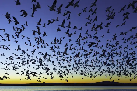 Thousands of migratory birds, including snow geese, sandhill cranes and ducks make Bosque del Apache National Wildlife Refuge in New Mexico their fall and winter home.
