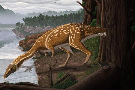 An artist’s rendering of what an elaphrosaur may have looked like.