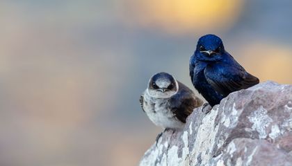 Purple Martins Rely on Human Landlords to Provide Nest Boxes Each Spring. Can That Dynamic Last?
