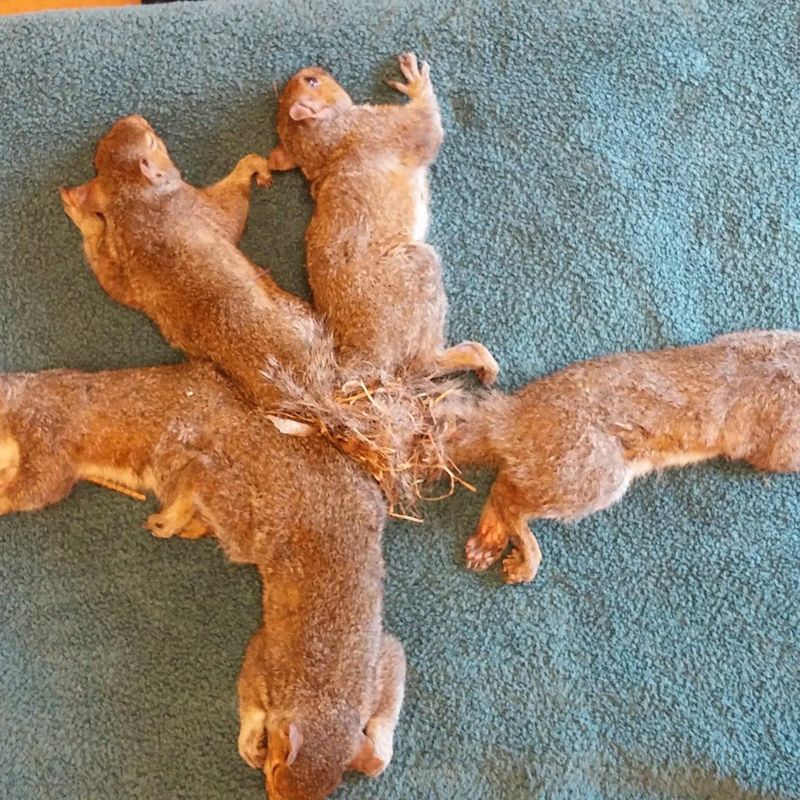 These 6 Baby Squirrels Accidentally Got Into a 'Rat King' Situation :  ScienceAlert