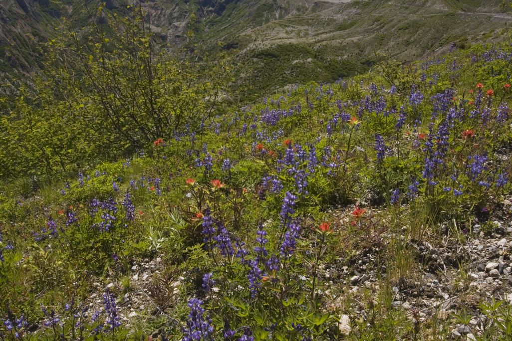 Mount St Helens