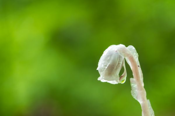 Rain clings to an ethereal Ghost Flower thumbnail