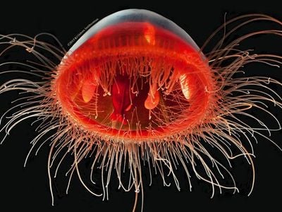 Karen Osborn, invertebrate zoologist and curator at the Smithsonian’s National Museum of Natural History, uses photography to help people better understand the hard-to-see marine animals she studies, like this deep-sea jellyfish Voragonema pedunculata.