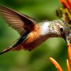 Hummingbirds Learn to Count to Find Their Favorite Flowers icon