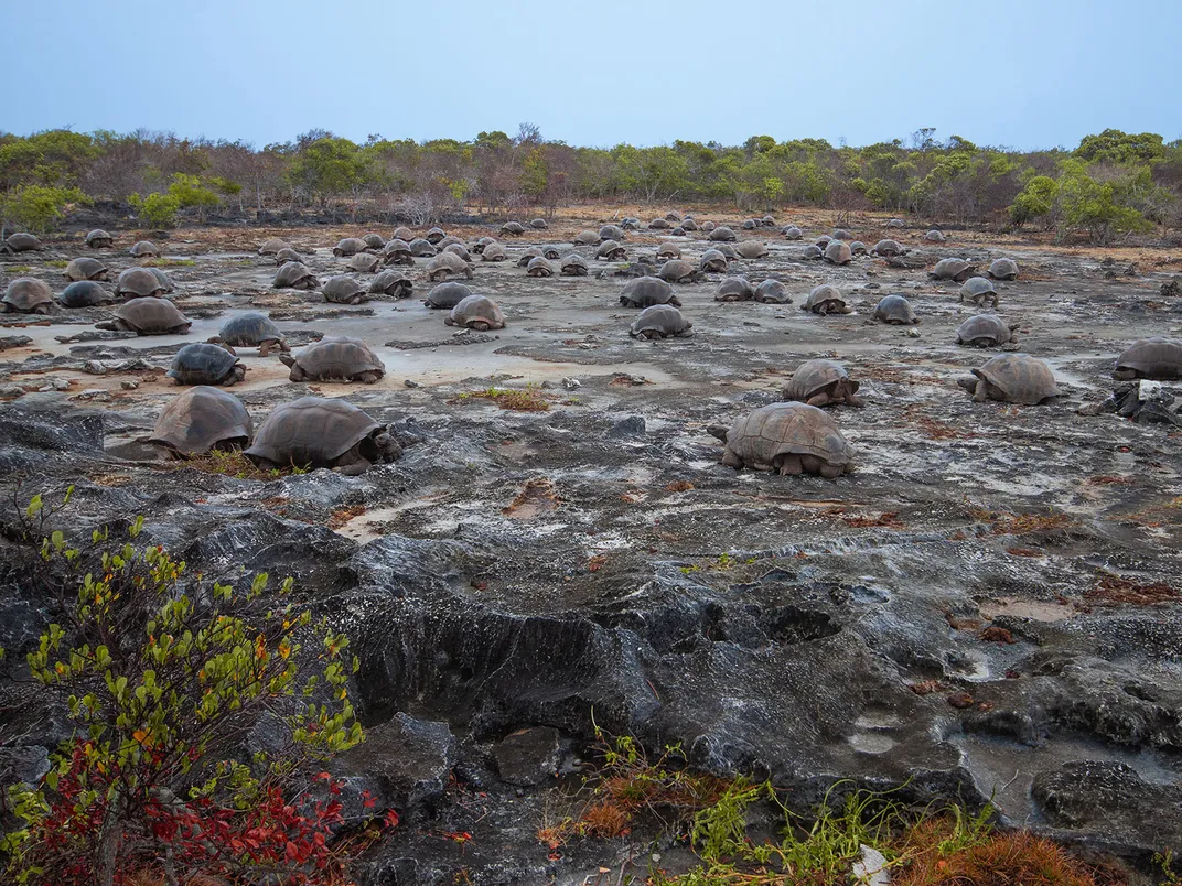 Giant Tortoises