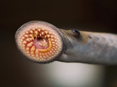 The tooth-filled mouth of a lamprey. These bloodsucking fish have managed to survive for hundreds of millions of years. 