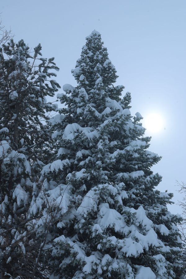 Evergreen tree snow sun thumbnail