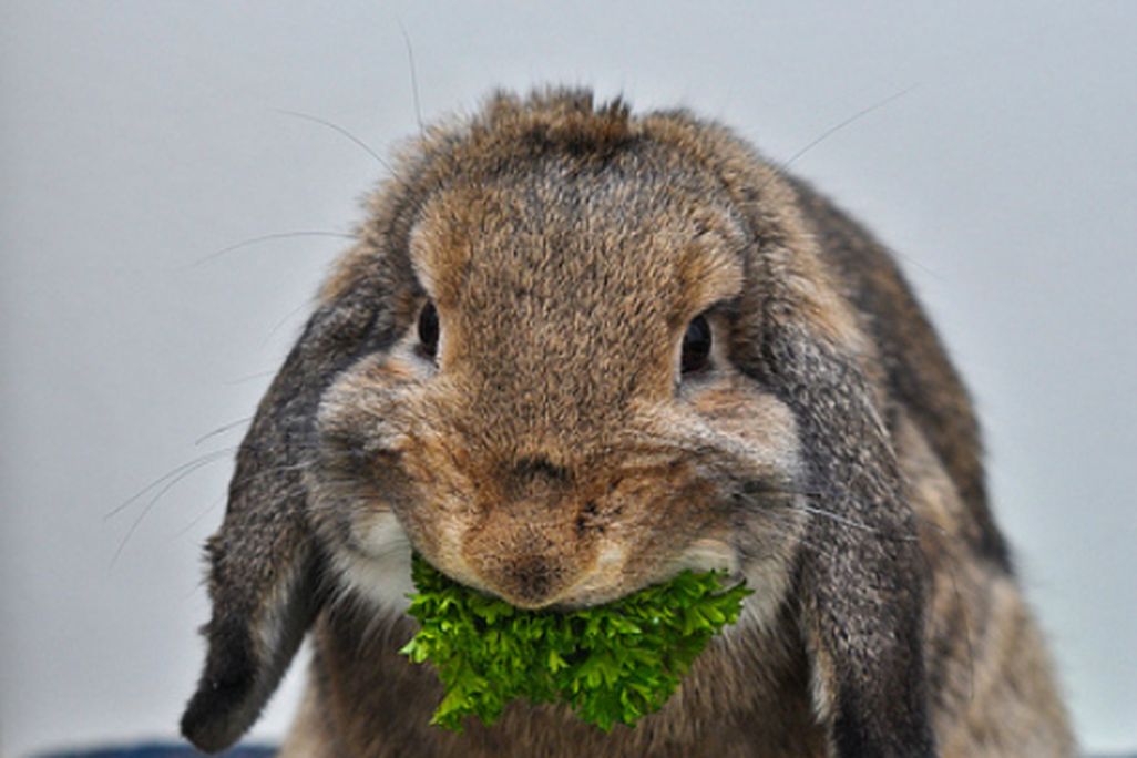 Bunny_new2.jpg