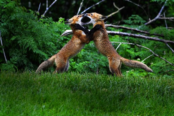 Young red foxes learning to defend themselves thumbnail
