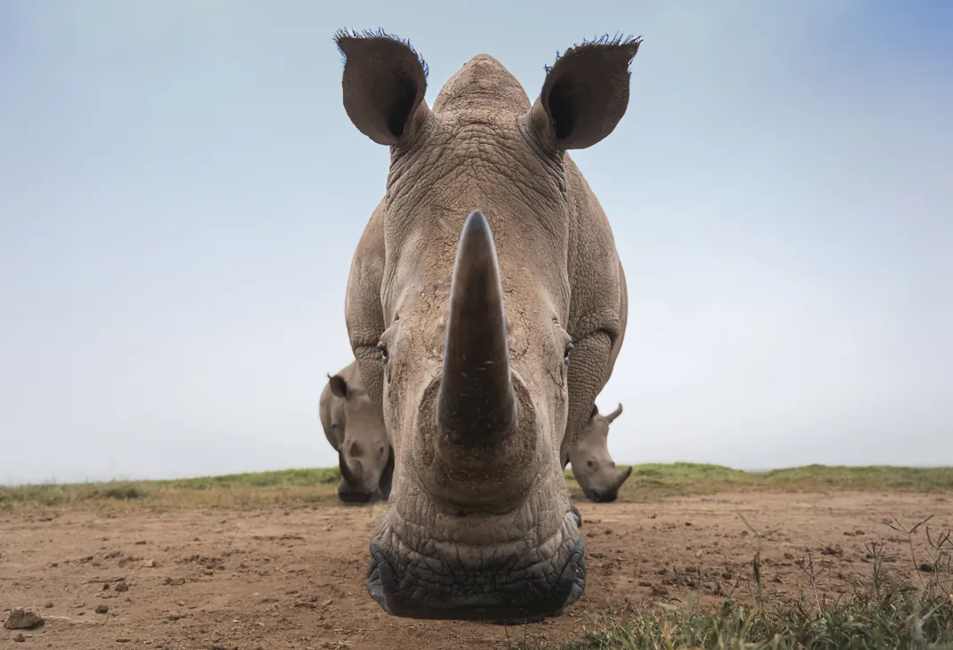 Rhino Close up