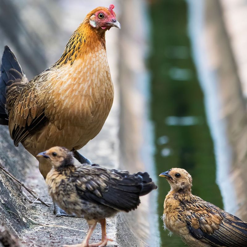 Why Chickens to Stop Breeding With Their Wild Cousins | Science| Smithsonian
