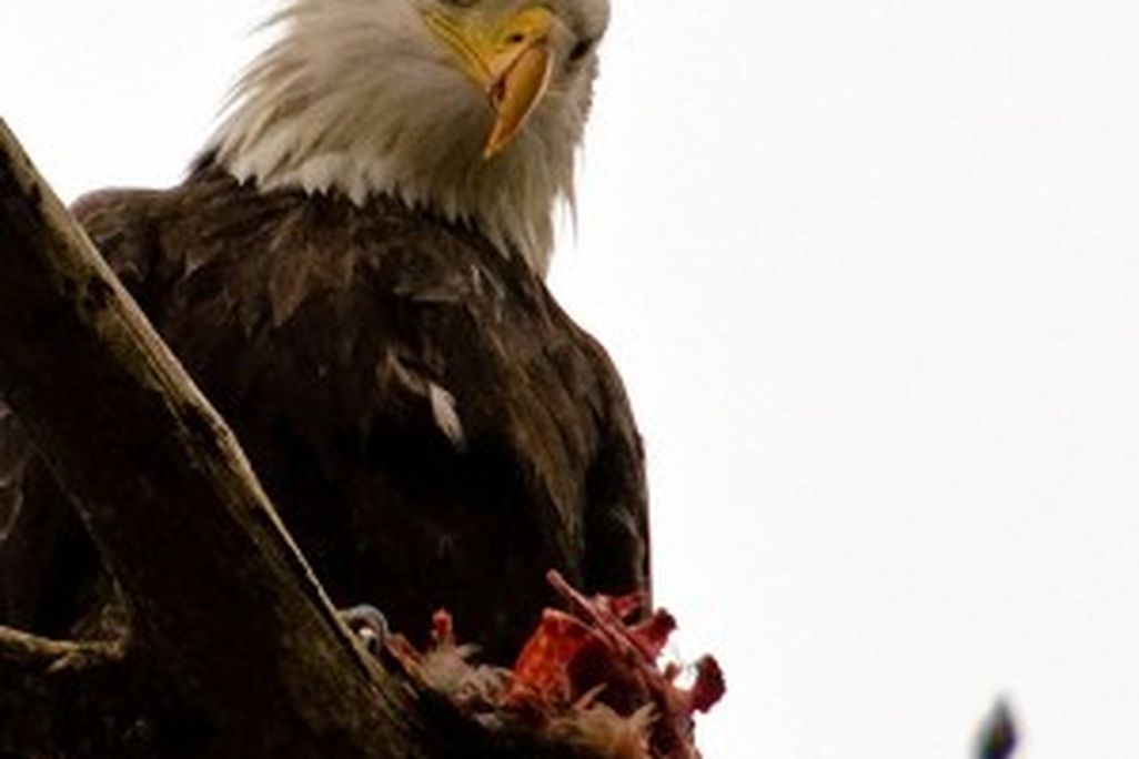 20110520102345baldeagle-300x300.jpg