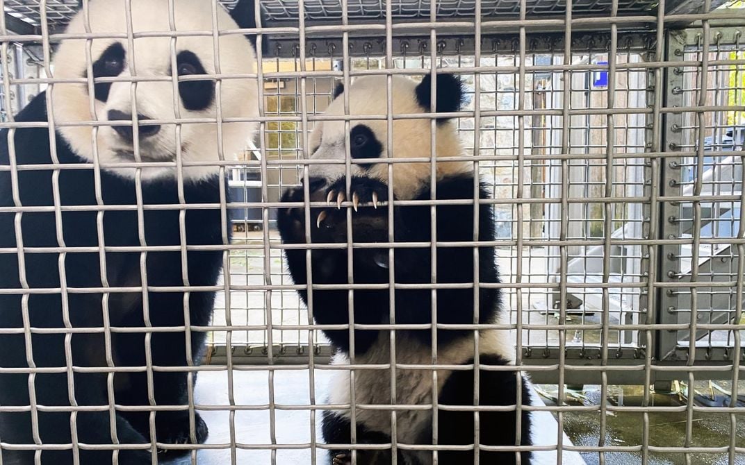 An adult giant panda and a giant panda cub stand side-by-side behind a mesh wire barrier. The cub has its paws up on the mesh