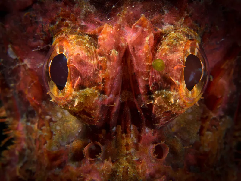 Scorpion Eyes | Smithsonian Photo Contest | Smithsonian Magazine