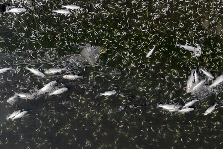 Tens of thousands of dead fish, including sharks, sturgeon and large striped bass, are washing up dead on the shores of the San Francisco Bay and its waterways as a widespread algal bloom continues more than a month after first being detected.&nbsp;