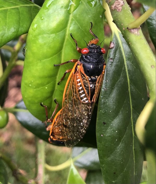 A cicada with the wings covered in dew thumbnail