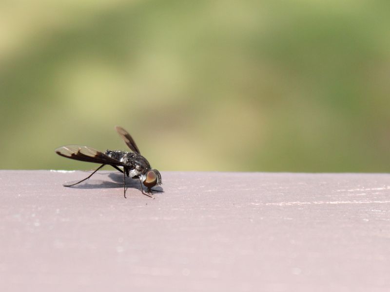 Fly on the Wall Smithsonian Photo Contest Smithsonian Magazine