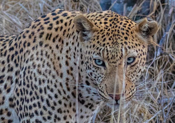 Beautiful leopard with piercing blue eyes thumbnail
