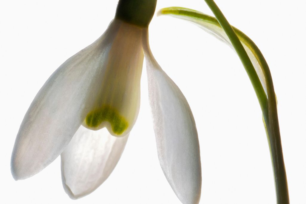 Snowdrop