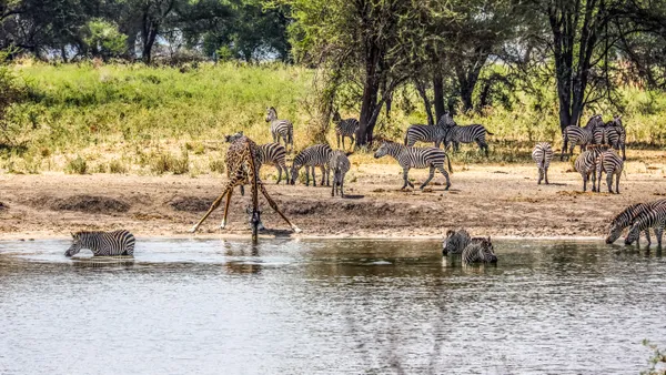 An oasis in the savanna thumbnail