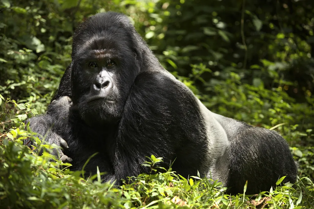 A mountain gorilla